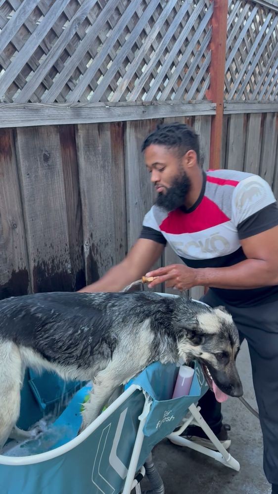 Ace washing a German shepherd in the blue folding tub in a backyard