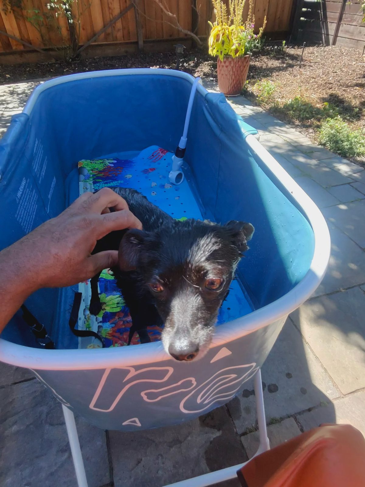 A person's hand touches a black dog sitting in a blue portable wash tub.