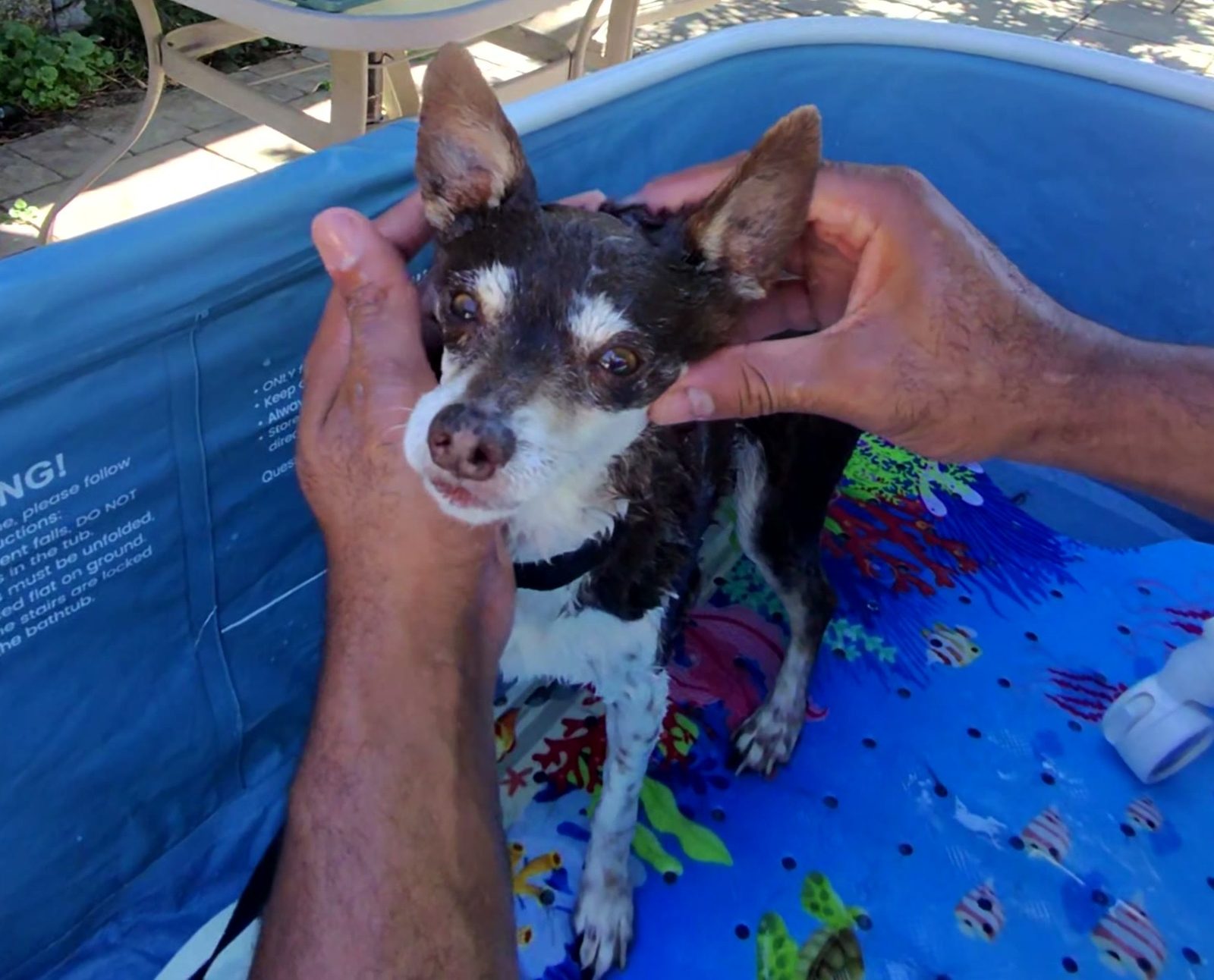 A person holds a small black and white dog while it is being washed in a blue portable tub.