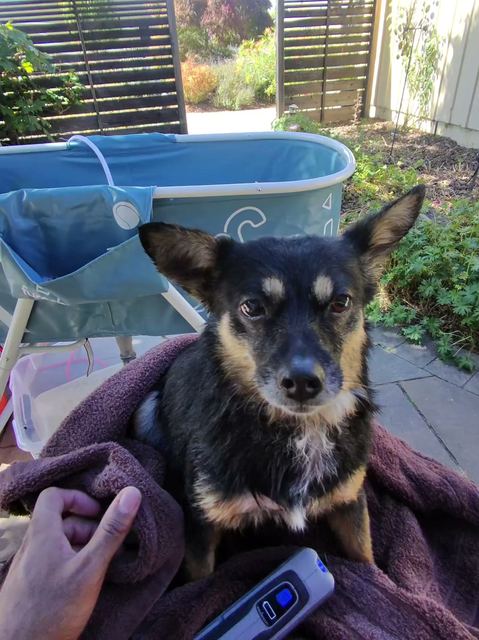 A black and tan dog wrapped in a purple towel sitting next to a blue portable dog tub.