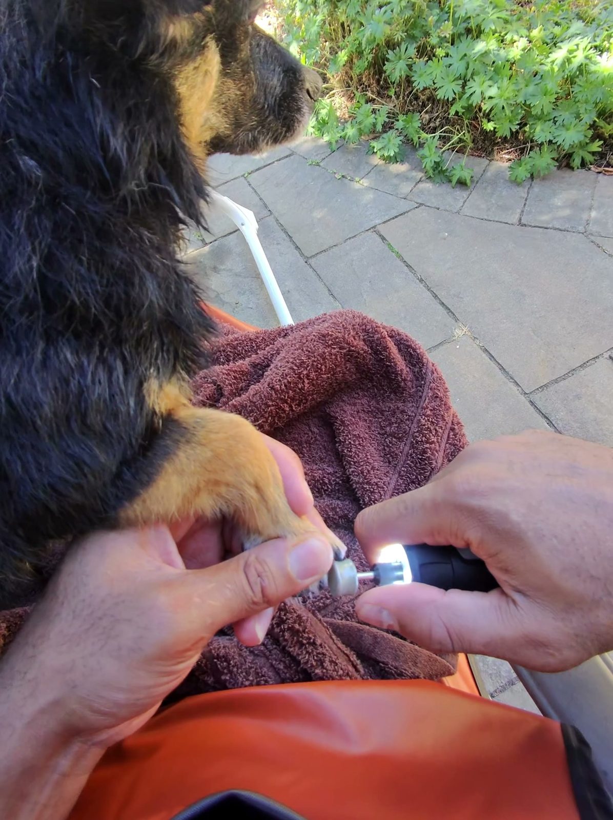 Electric nail grinder used on a small dog's paw during a mobile visit
