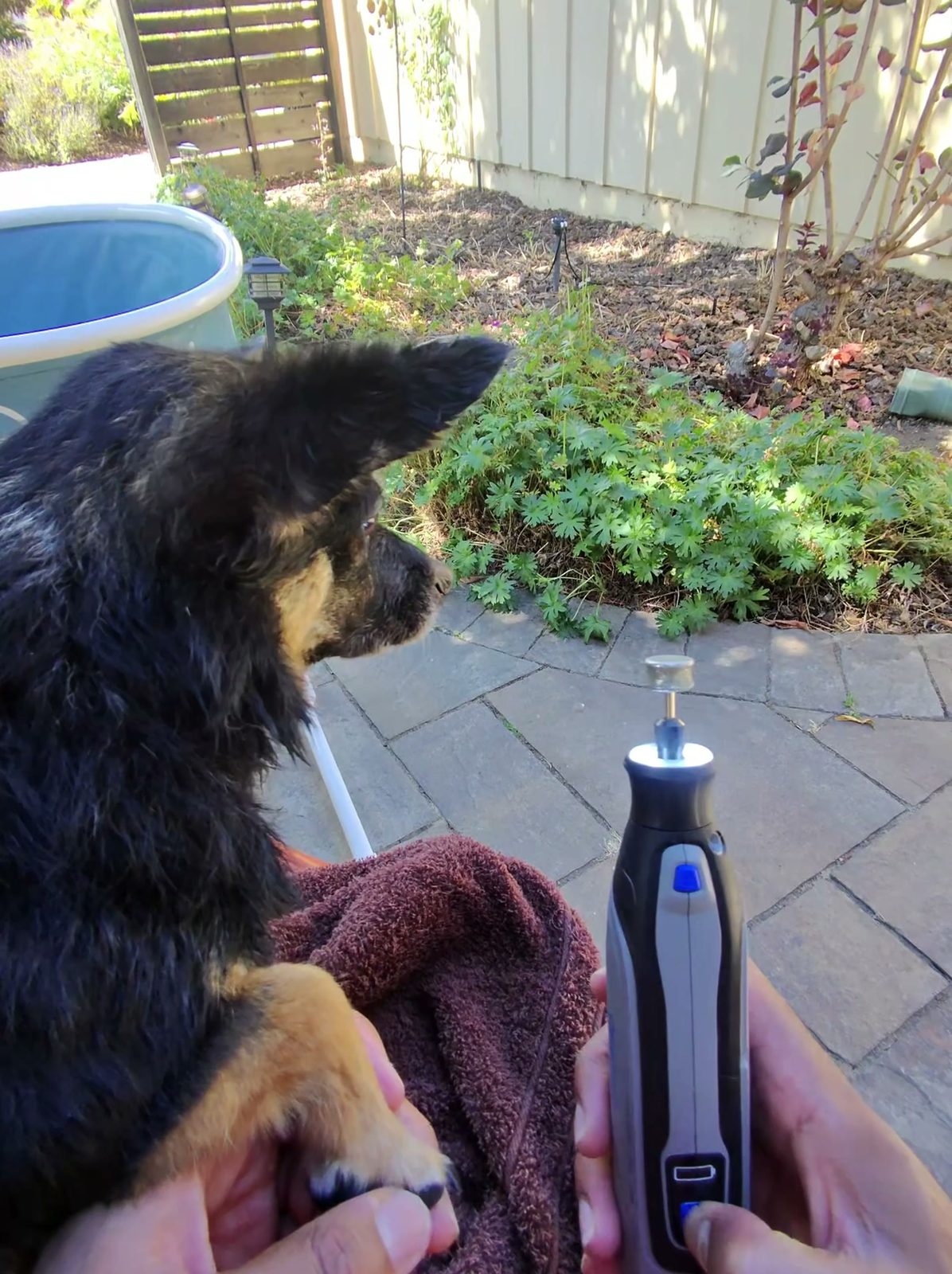 A person holds a small black and tan dog while using an electric nail grinder on its paw.