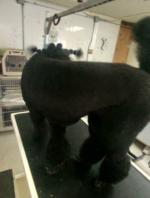 Freshly clipped black poodle standing on the grooming table, coat dry and even