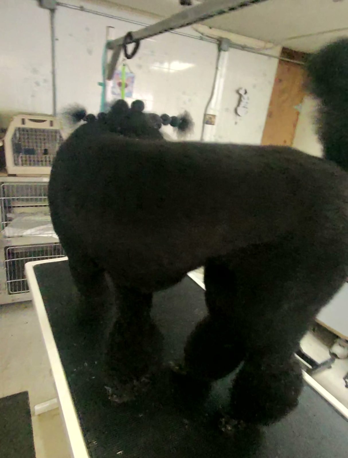 Freshly clipped black poodle standing on the grooming table, coat dry and even