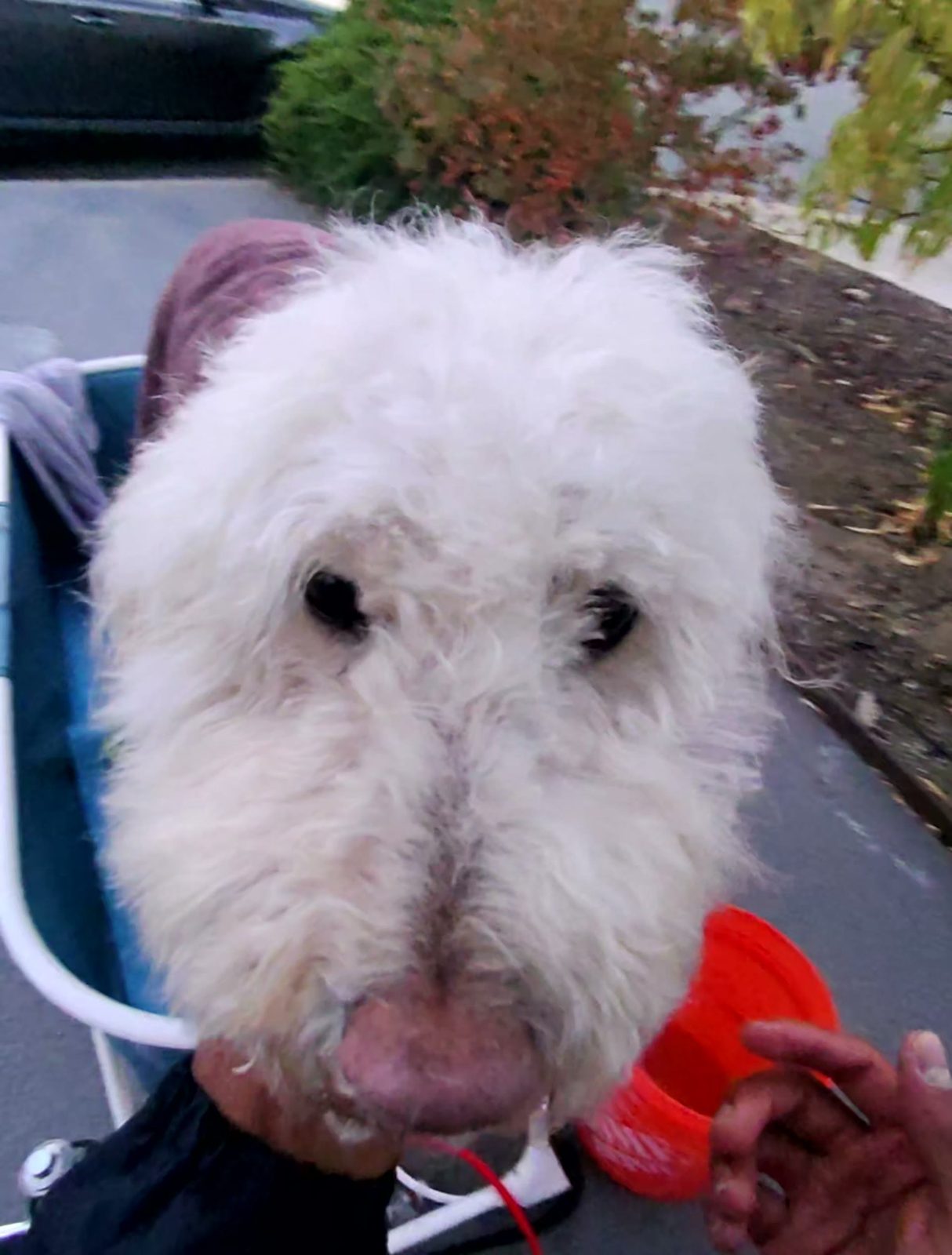 A white curly haired dog looks into the camera while sitting in a blue grooming tub.
