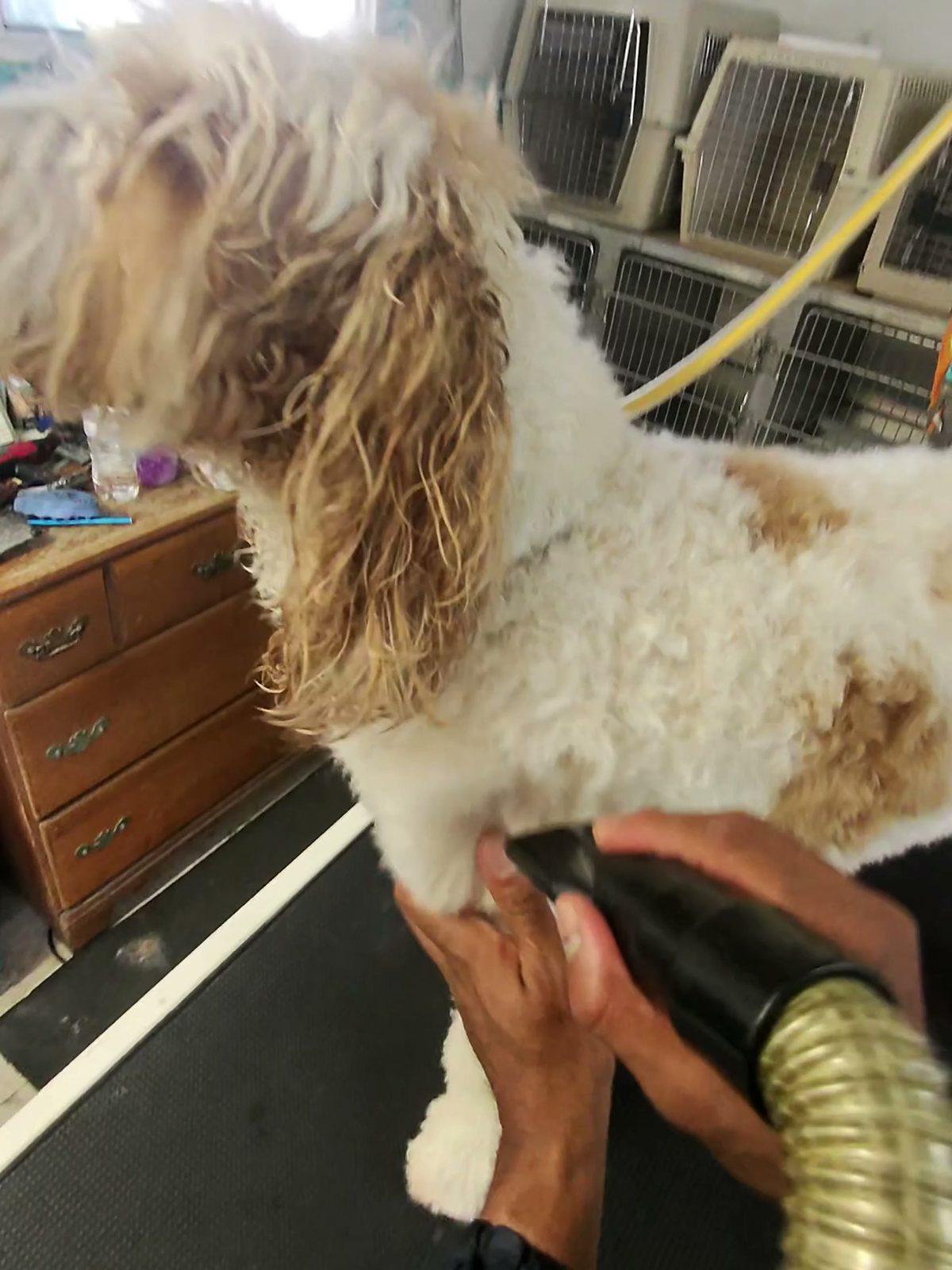 Drying a doodle's neck and chest while the dog stands on the table