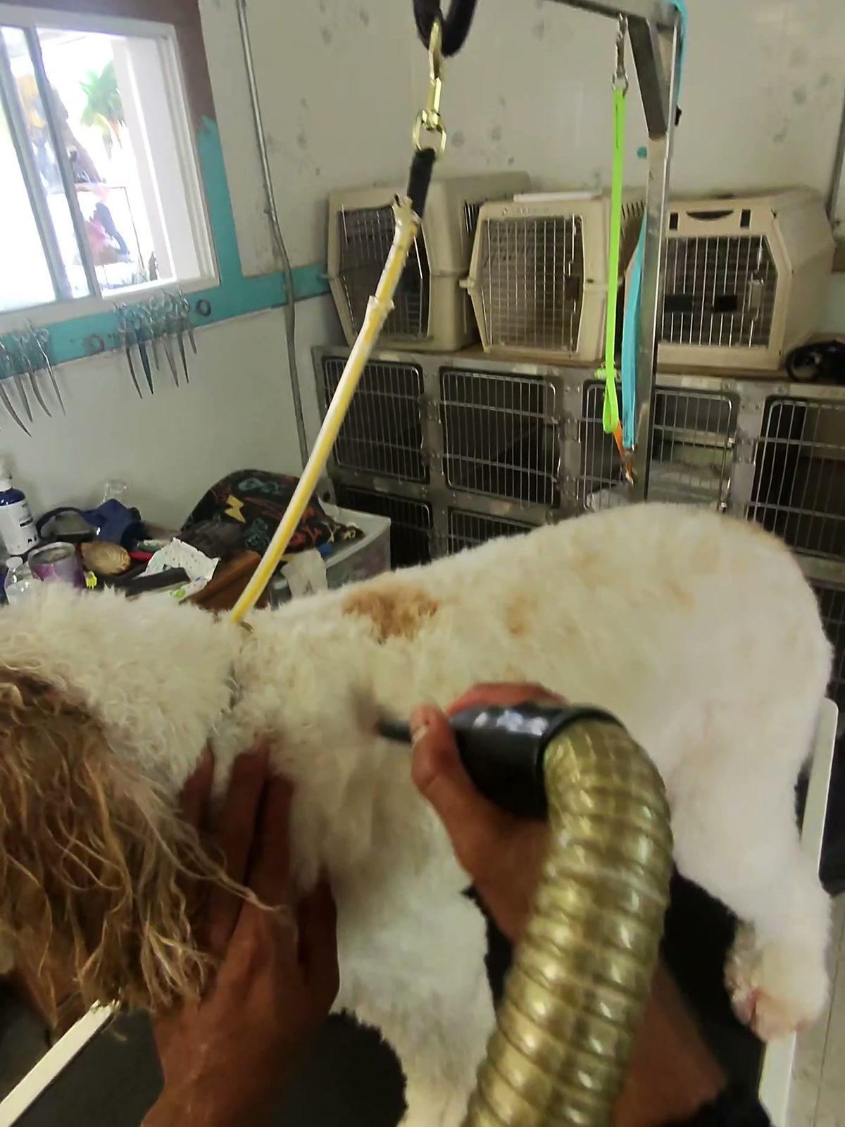 A high-velocity dryer hose worked through a dog's coat on the grooming table