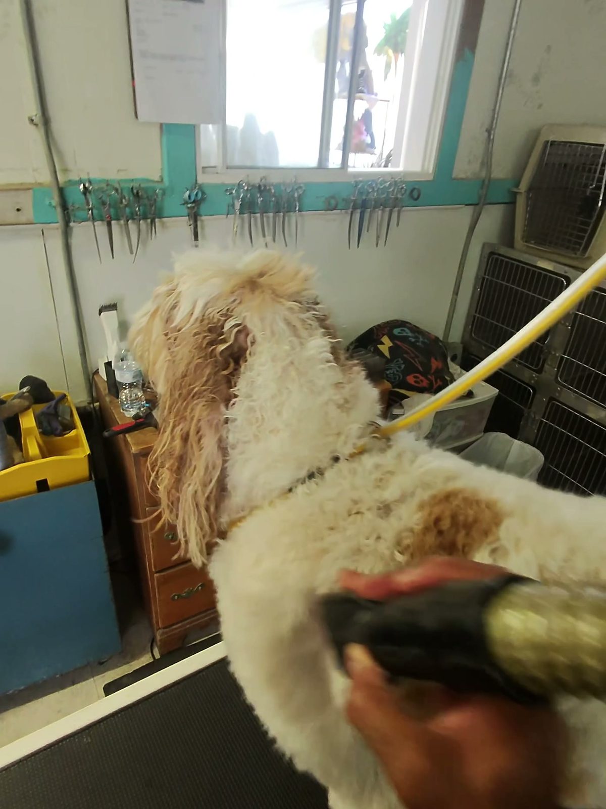 Doodle nearly dry, coat fluffed along the back after the blow-dry