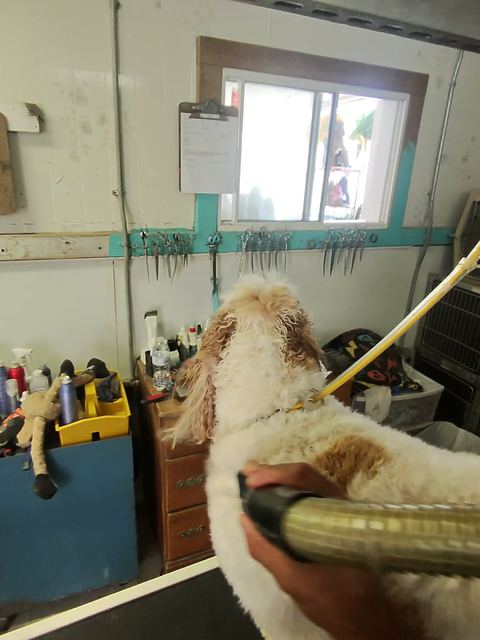 Doodle on the grooming table, blow-dryer worked through the coat