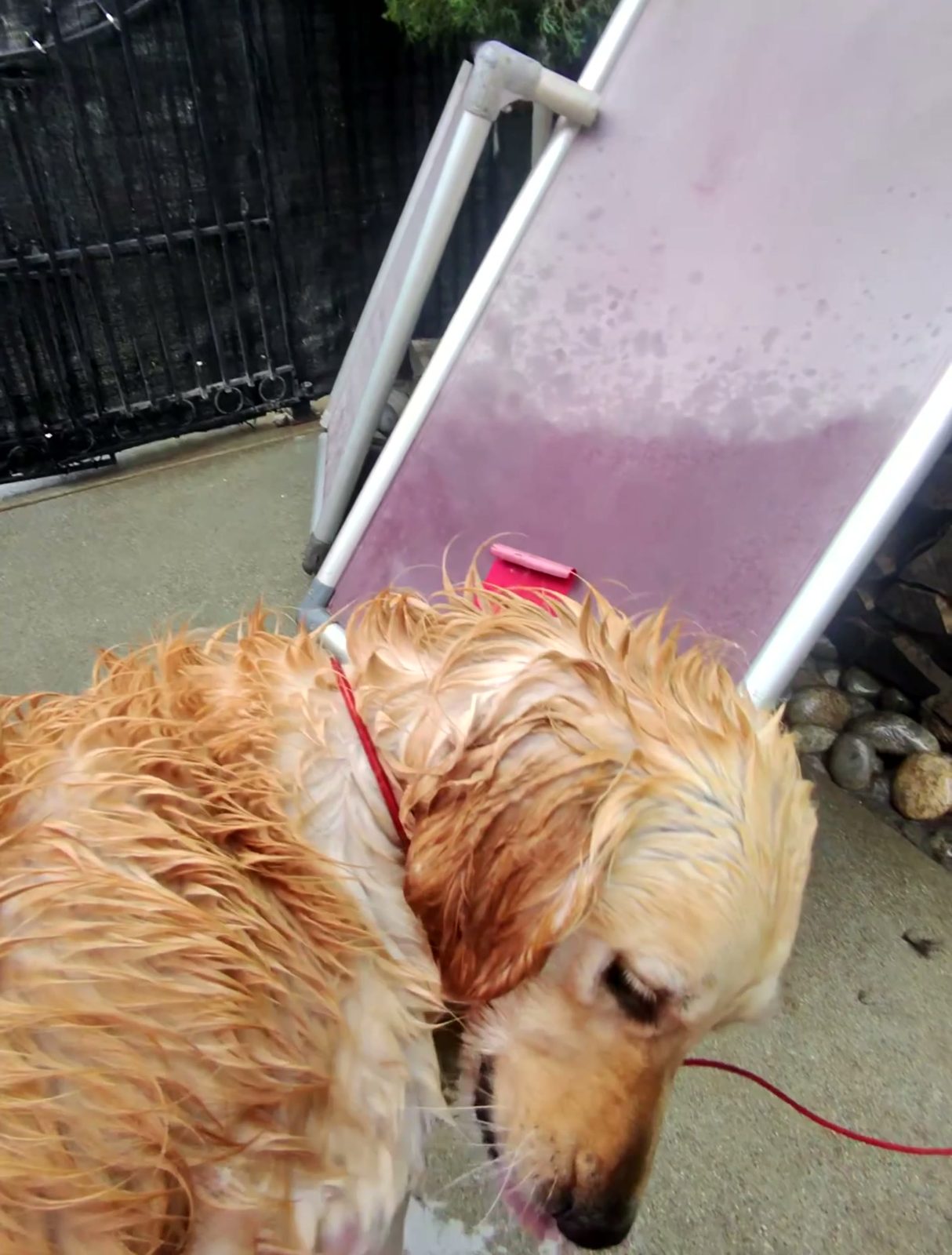 A soaked golden retriever with its head down, standing by the van ramp after the rinse