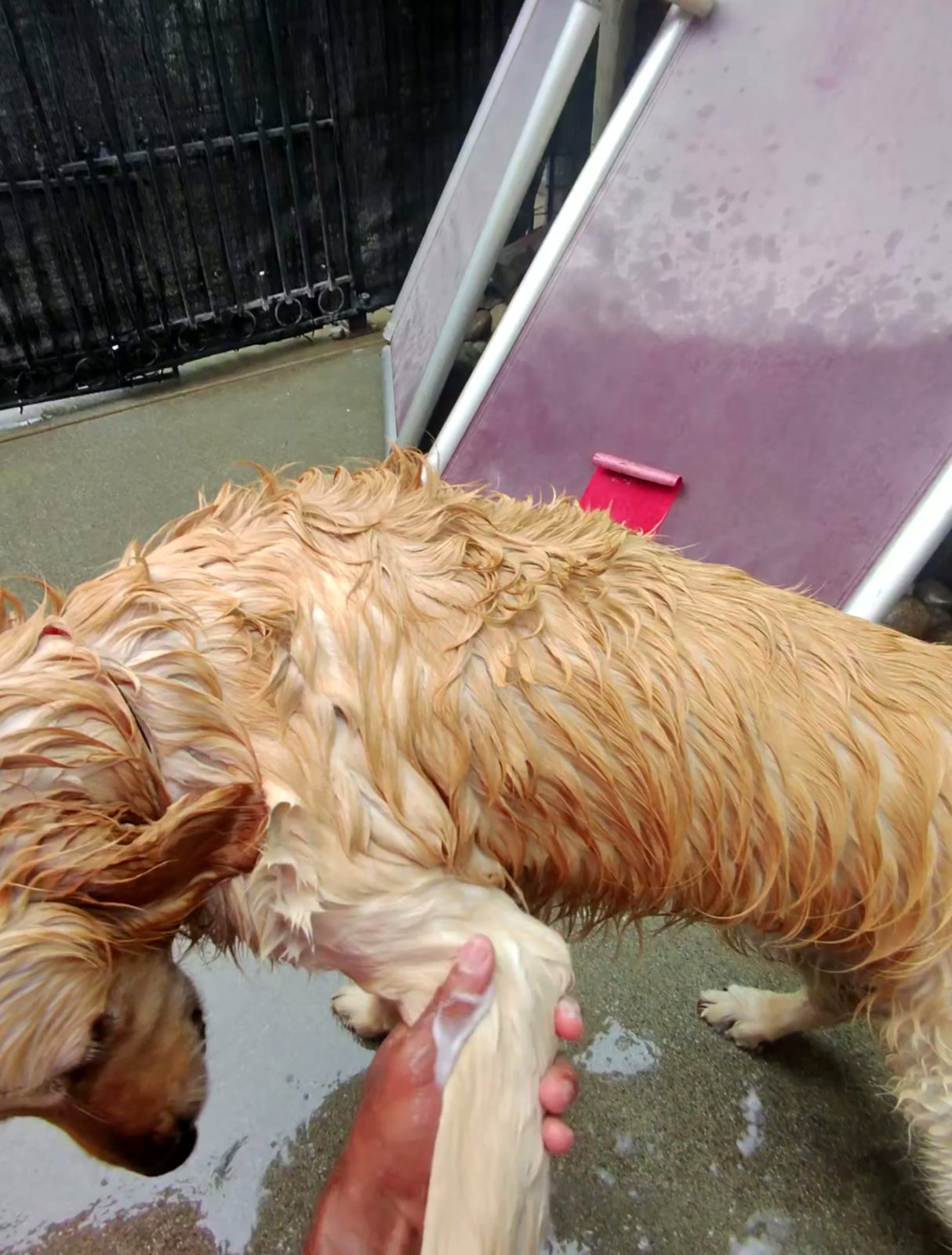 A wet Golden Retriever mid-wash at a Bay Area Mobile Dog Wash appointment