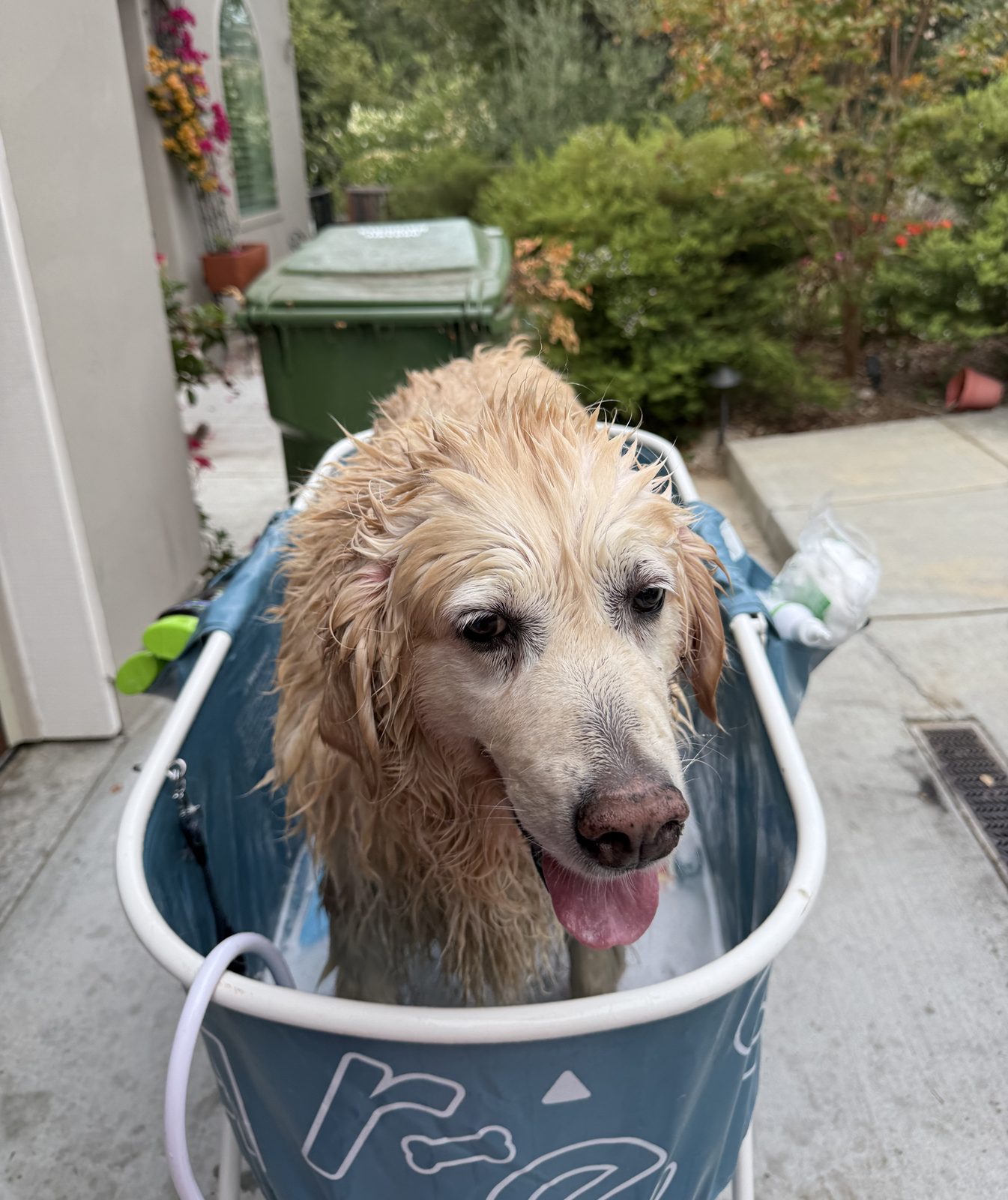 A wet golden retriever stands inside a blue portable dog wash tub.