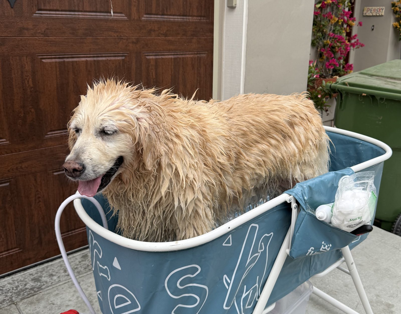 A wet golden retriever stands in a blue portable dog wash tub.