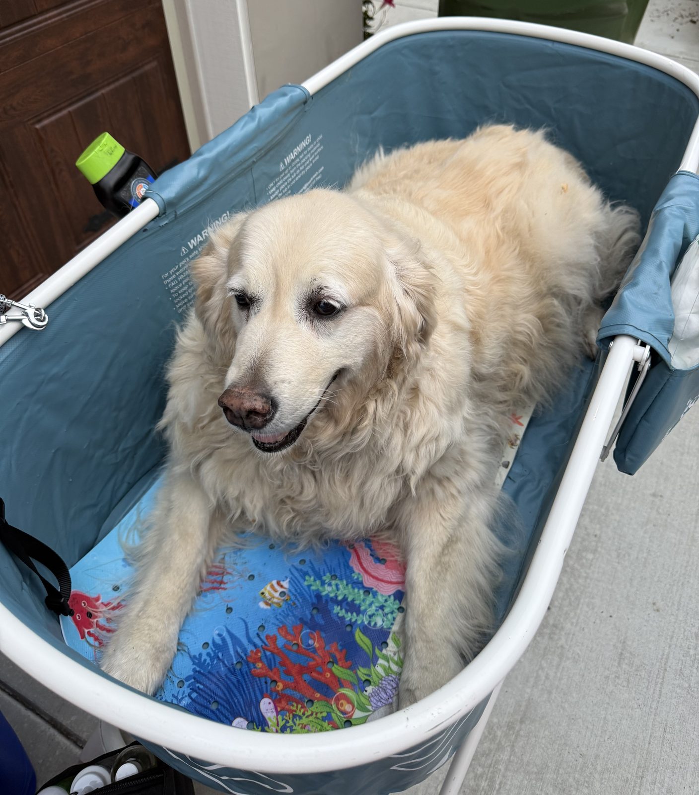 A golden retriever sitting in the wash tub