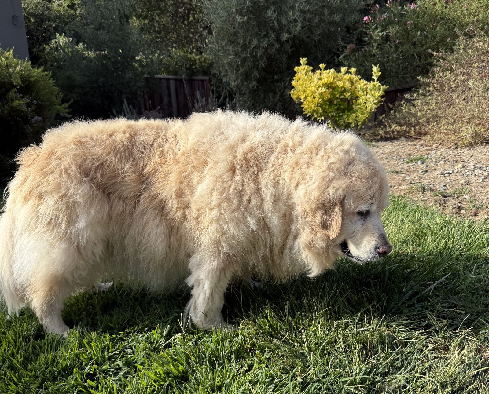 A cream colored dog with curly fur stands on a green lawn.