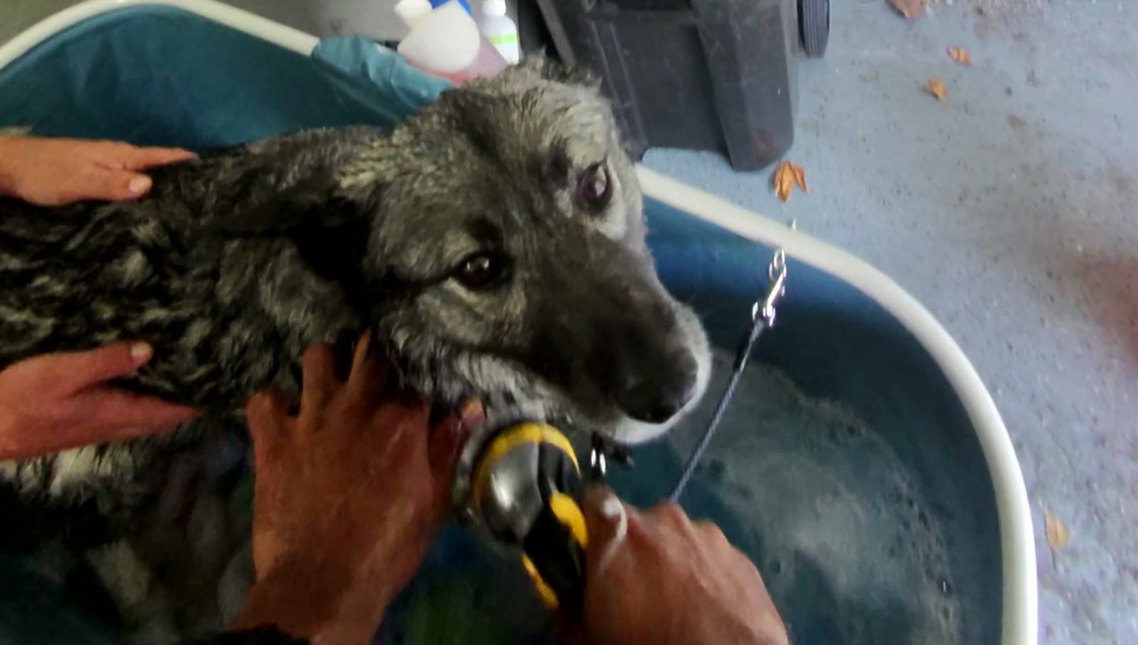 A person uses a handheld shower head to wash a grey dog in a blue tub.