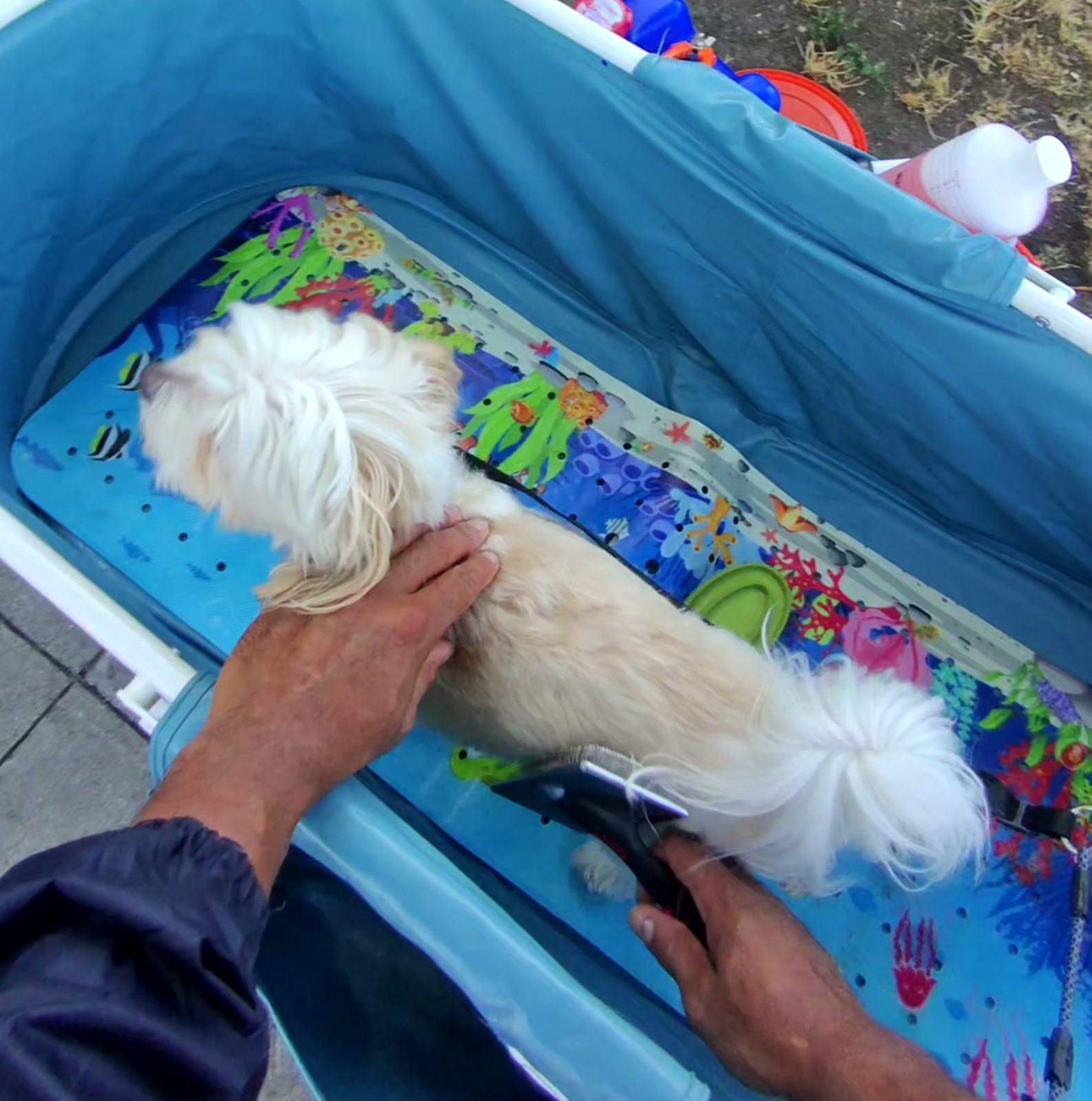 A person brushes a small cream-colored dog sitting in a blue portable tub.