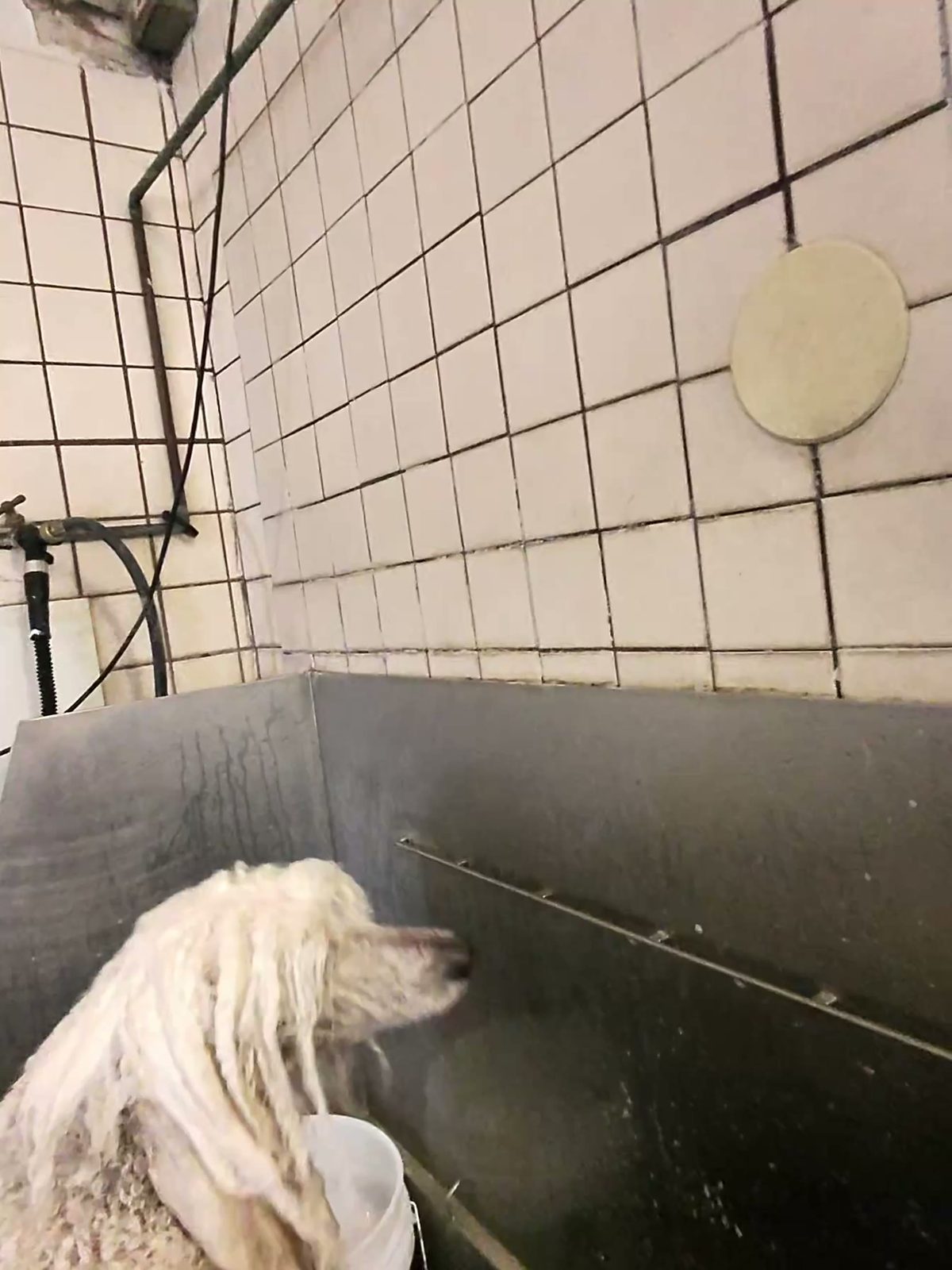 White standard poodle standing in the stainless tub, coat still dry and fluffy