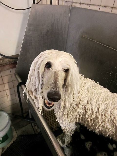 Soaked white standard poodle in the tub looking straight at the camera, mouth open mid-pant