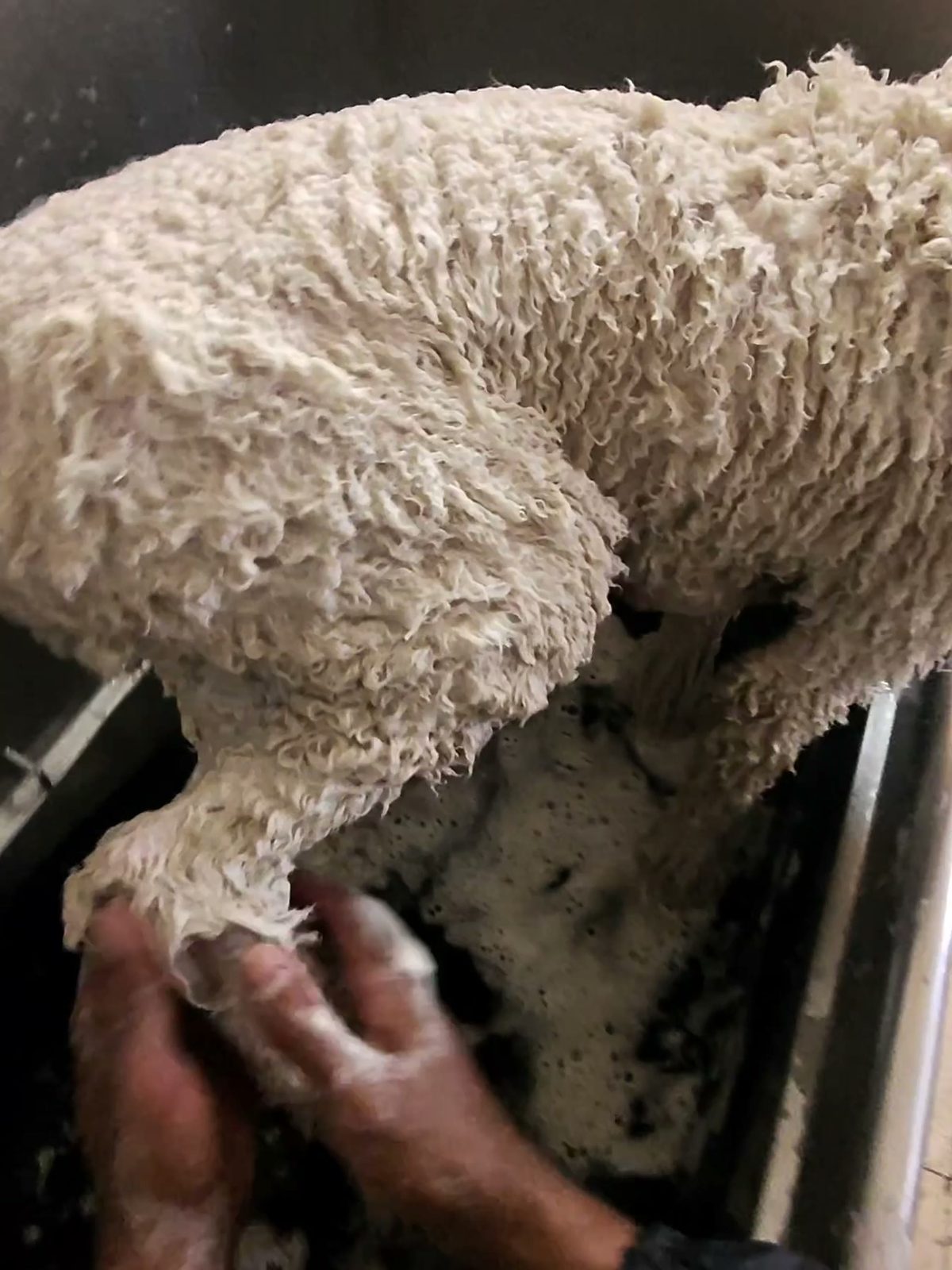 Holding a standard poodle's front leg to work shampoo through the curls