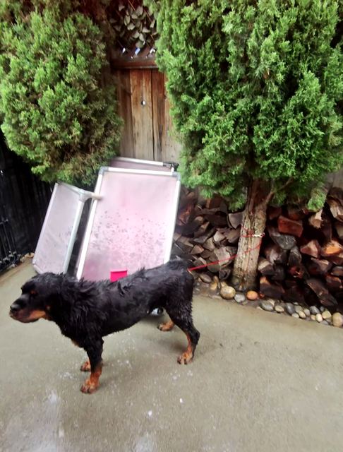 Rottweiler standing on the concrete beside the wash ramp before the bath