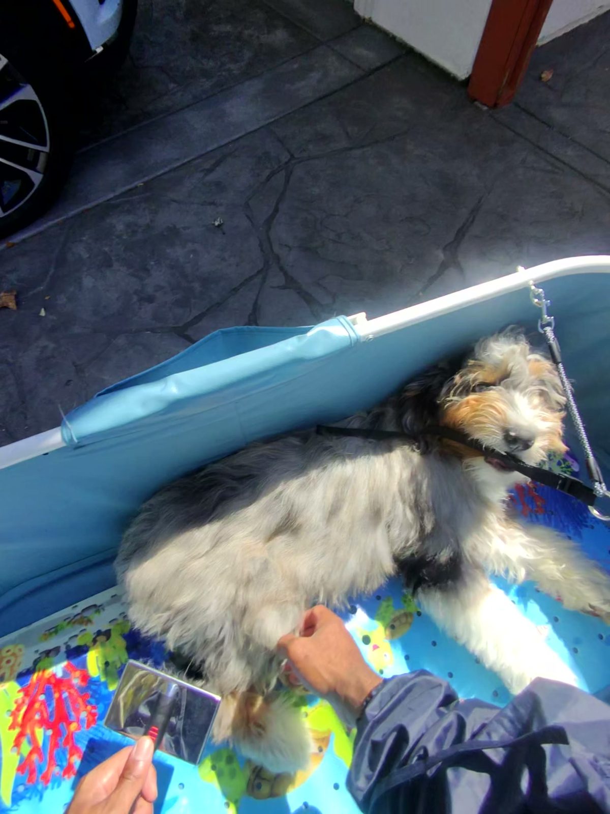 A nail clipper used on the paw of a grey and tan dog lying in our blue tub