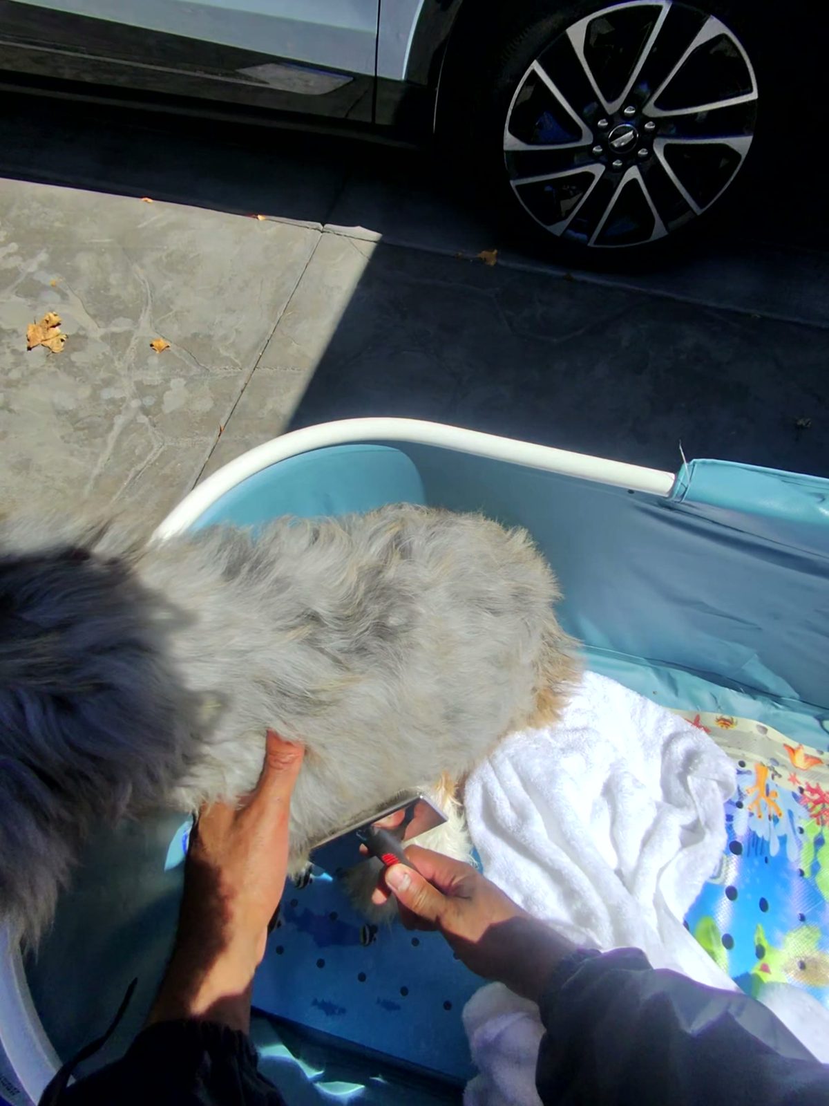 A person uses a grooming tool on a grey dog sitting in a blue portable wash tub.