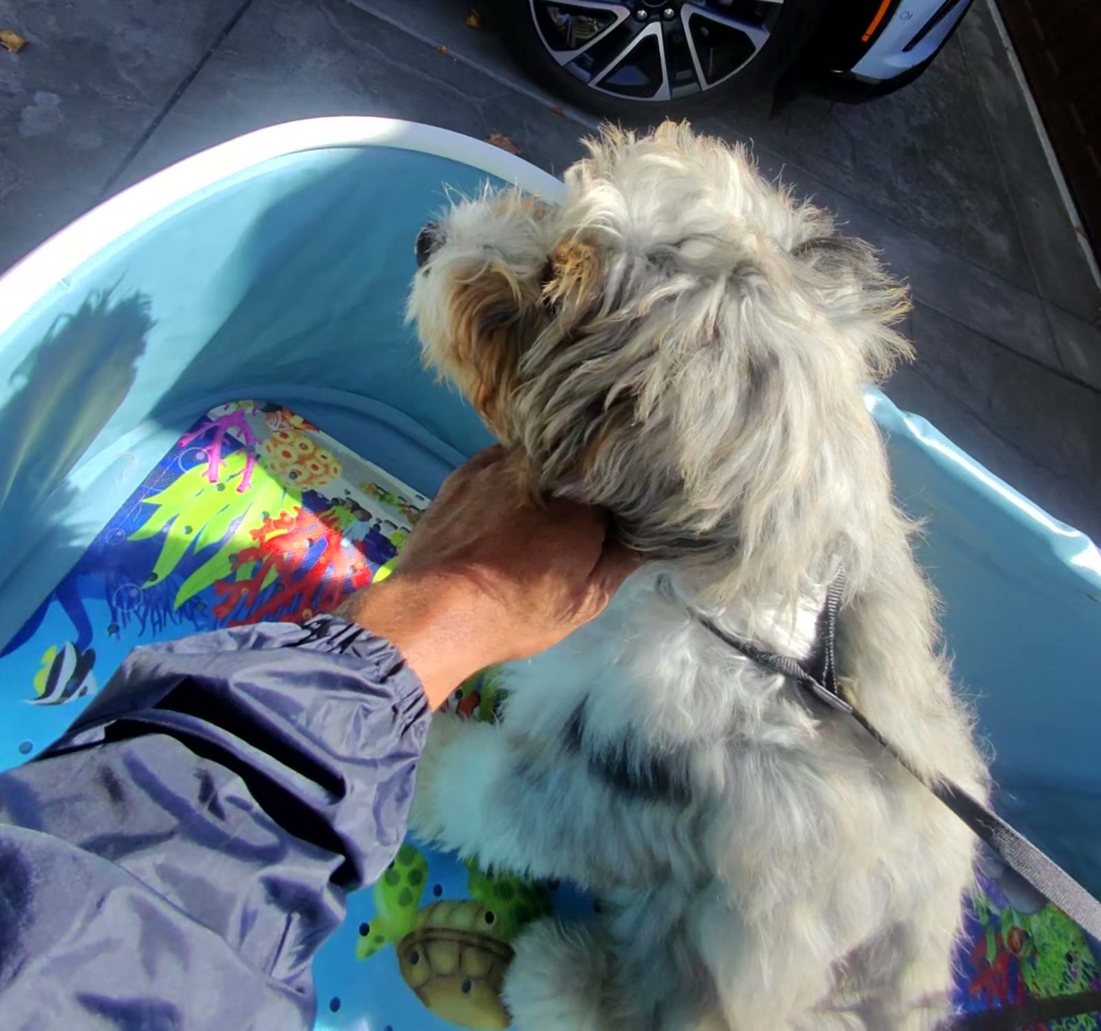 A hand gently petting a dog before the wash starts