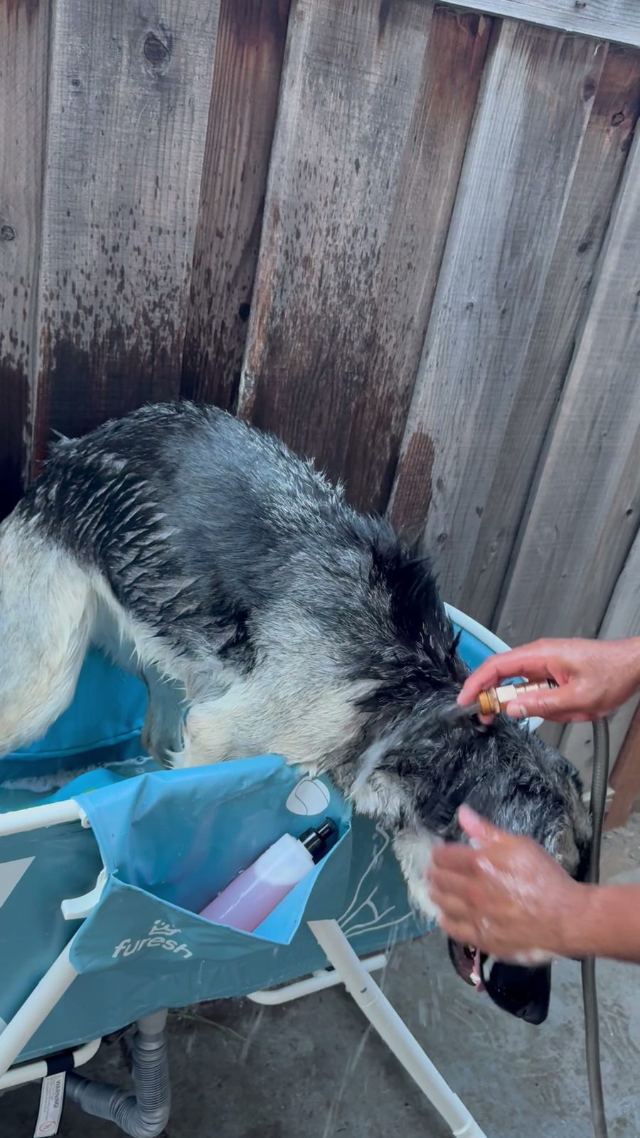 Both hands working shampoo into a dog's head and ears during a wash