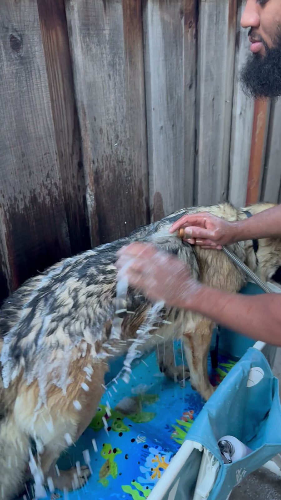 A German Shepherd being washed at a Bay Area Mobile Dog Wash appointment
