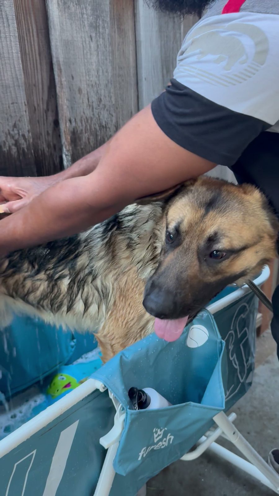 Shampoo being worked along a German shepherd's back in the wash tub