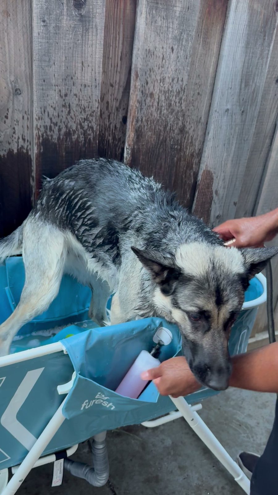 German shepherd mid-wash in the folding tub, groomer's hands working shampoo through the head and neck