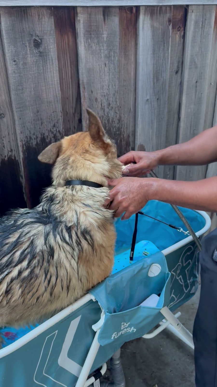 A German shepherd's ear being handled during the rinse, close up