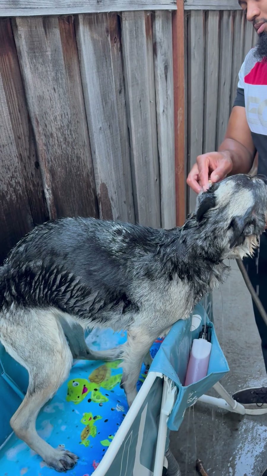 German shepherd mid-lather in the folding tub, fence in the background