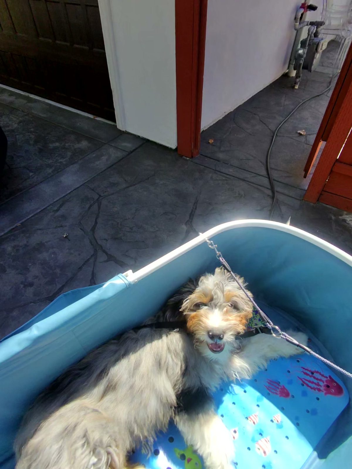 A grey and tan terrier mix dog sits inside a blue portable grooming tub.