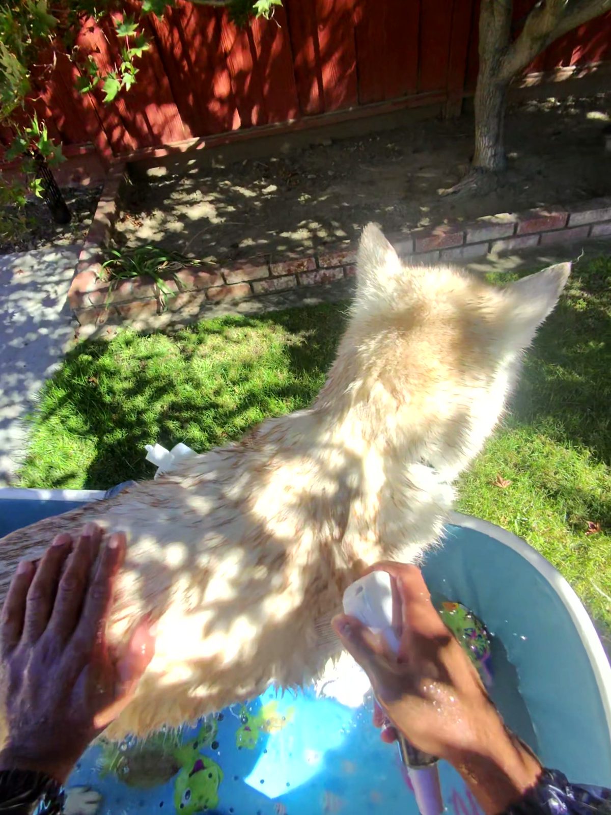A person uses a spray nozzle to rinse a cream-colored dog in a blue plastic tub.